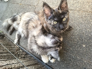 Maine coon Kitten 