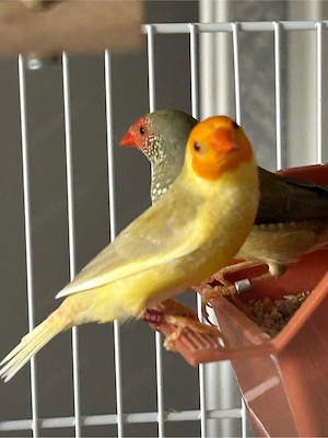 Binsenamadienen
