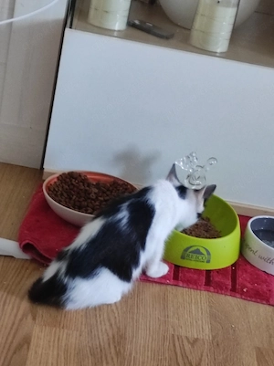 Britisch Kurzhaar Katze Lucy sucht ein liebes volles warmes Zuhause 