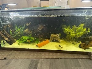 aquarium komplett zu verkaufen