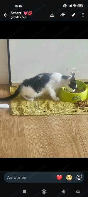 1 Katze abzugeben Schwarz weiß Lucy sucht ein liebes volles warmes Zuhause 