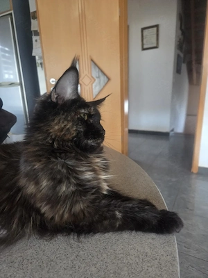 Wunderschöne Maine Coon Dame abzugeben 