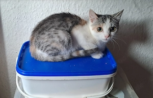 Katzenbaby " Zenja "