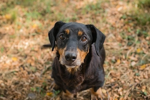 Chip-Nr. 289995 - Der kleine Hundemann wird momentan auf ein Leben in einer Familie vorbereitet