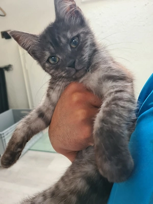  Liebevolles Zuhause für BKH-Kitten gesucht
