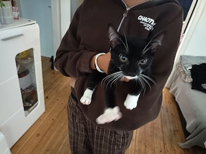 Verkaufe eine Babykatze 
