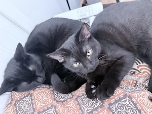 Zwei wunderschöne dunkelbraune Katzen suchen ein liebevolles Zuhause 