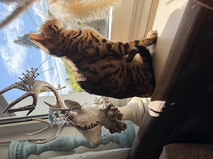 Bengalkatze, weiblich, kastriert sucht neues Zuhause 