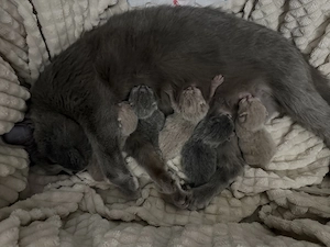  Reinrassige Britisch-Kurzhaar-Kitten   besondere Farbkombination