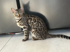 Bengal-Katze such ein liebevolles, neues Zuhause
