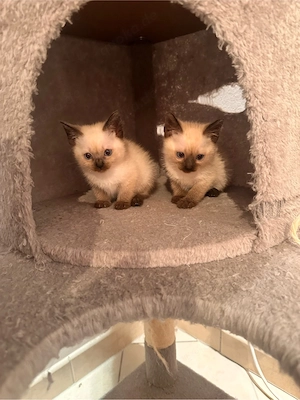 Siam Kitten