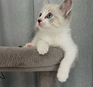 BLH - Heilige Birma Kitten