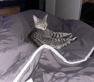 Hauskatze 