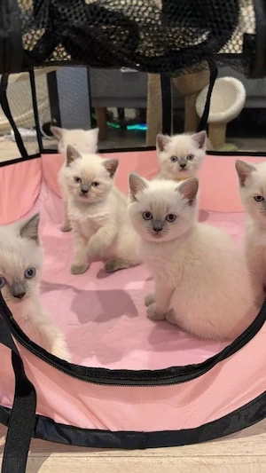Verspielte Ragdoll-Kitten suchen ein Liebevolles Zuhause