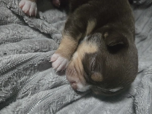 Reinrassige Chihuahua Welpen  Bild 6