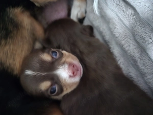 Reinrassige Chihuahua Welpen 