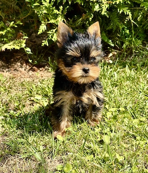 Yorkshire Terrier Welpen 