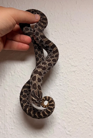 Heterodon Nasicus, Hakennasennatter Weibchen 