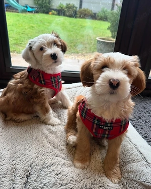Tibetan-Terrier-Welpen ab nächster Woche bereit   vielleicht wartet genau Ihr Herzenshund auf Sie!