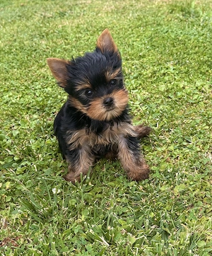 Yorkshire Terrier Welpen 