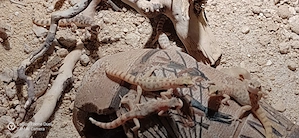 Zwegwüstengeckos-Tropiocolotes