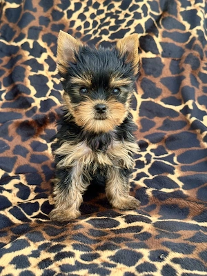 Yorkshire Terrier Welpen 