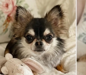   Kleiner Herzenshund sucht sein liebevolles Für-immer-Zuhause    