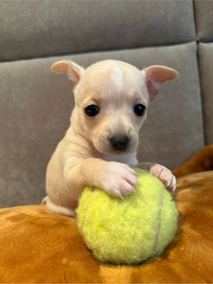 Mini Toy Terrier
