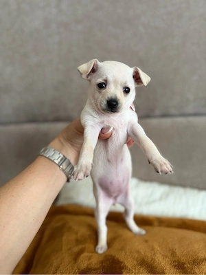 Mini Toy Terrier