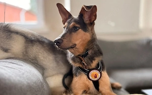 Gino sucht ein empathisches Zuhause