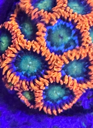 Zoanthus Gatorade, Koralle Meerwasser
