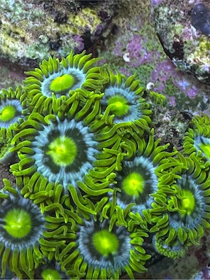 Zoanthus Blueberry Pie, Koralle, Meerwasser