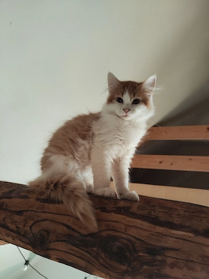 4 rot-weiße Katzenkinder suchen ein Zu Hause