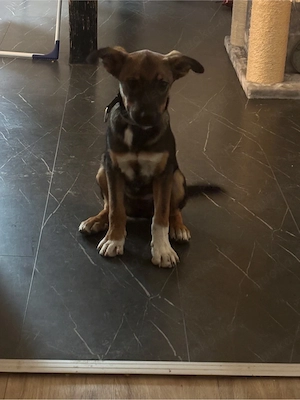 Xena sucht ein Zuhause 