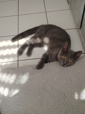 2 Katzen 4 Monate alt