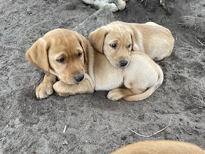 Liebevolle Labrador Welpen in FoxRed und Blond abzugeben 