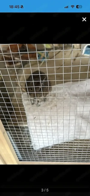 2 Degus männlich 2.5 jahre alt 