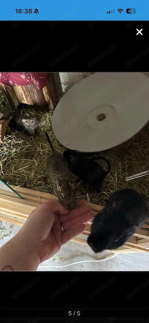 4Degumädels im alter von 1.5 jahren Bild 3