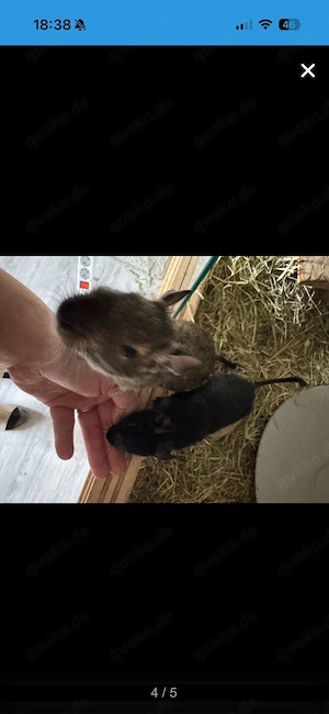 4Degumädels im alter von 1.5 jahren Bild 2