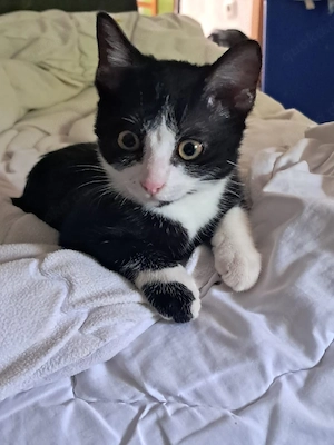 Süßer schwarz-weißer Kater sucht liebevolles Zuhause     