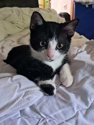 Süßer schwarz-weißer Kater sucht liebevolles Zuhause     