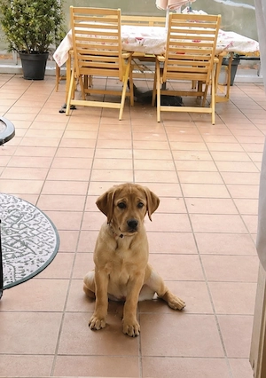  Labrador-Hündin Luna sucht ein liebevolles Zuhause