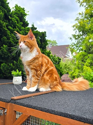 Imposanter Maine Coon Kater   Deckkater Red Tabby White