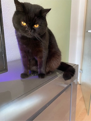 Bkh-Kater Micki