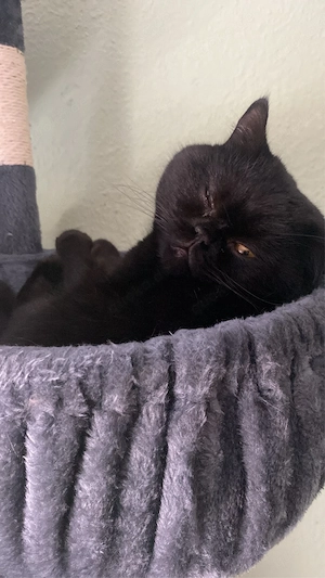 Bkh-Kater Micki