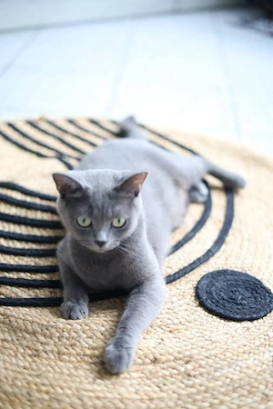BKH Katze 