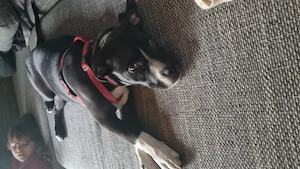 Bully Mix 20Wochen alt 