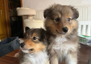 Wunderschöner Sheltie-Rüde sucht ein neues Zuhause.