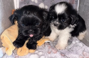 Shih-tzu Welpen Rüden 