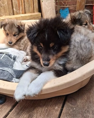 Wunderschöne Sheltie-Welpen suchen ein neues Zuhause